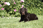 female Labrador Retriever