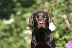 female Labrador Retriever