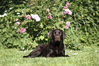 female Labrador Retriever
