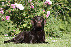 female Labrador Retriever