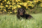 female Labrador Retriever