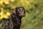 female Labrador Retriever