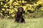 female Labrador Retriever