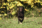 female Labrador Retriever