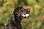 female Labrador Retriever