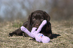 Labrador Retriever Puppy