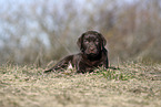 Labrador Retriever Puppy