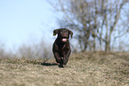 Labrador Retriever Puppy