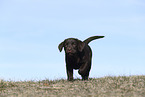 Labrador Retriever Puppy