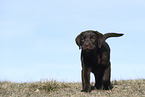 Labrador Retriever Puppy