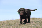 Labrador Retriever Puppy
