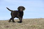 Labrador Retriever Puppy
