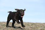 Labrador Retriever Puppy