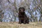 Labrador Retriever Puppy