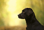 female Labrador Retriever