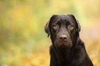 female Labrador Retriever