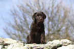 Labrador Retriever Puppy