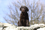 Labrador Retriever Puppy