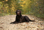 female Labrador Retriever