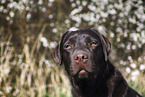 female Labrador Retriever