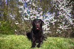 female Labrador Retriever