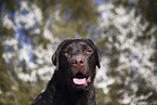 female Labrador Retriever