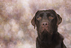 female Labrador Retriever