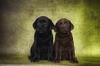 Labrador Retriever Puppies