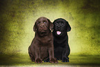 Labrador Retriever Puppies
