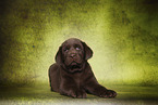 Labrador Retriever Puppy