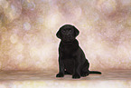 Labrador Retriever Puppy