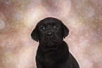 Labrador Retriever Puppy