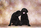 Labrador Retriever Puppies