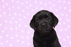 Labrador Retriever Puppy