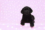 Labrador Retriever Puppy