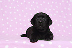 Labrador Retriever Puppy