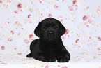 Labrador Retriever Puppy