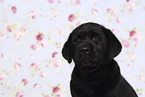 Labrador Retriever Puppy