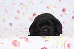 Labrador Retriever Puppy