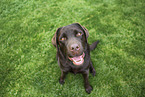 female Labrador Retriever