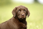 Labrador Retriever Puppy