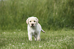 Labrador Retriever Puppy