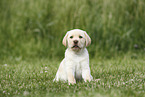 Labrador Retriever Puppy