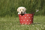 Labrador Retriever Puppy