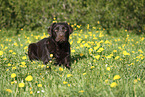 female Labrador Retriever