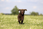 Labrador Retriever Puppy