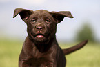 Labrador Retriever Puppy