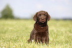 Labrador Retriever Puppy