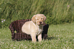 Labrador Retriever Puppy