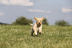 Labrador Retriever Puppy